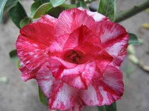 (image for) Adenium Seeds \'Hangover\' (5 Seeds)